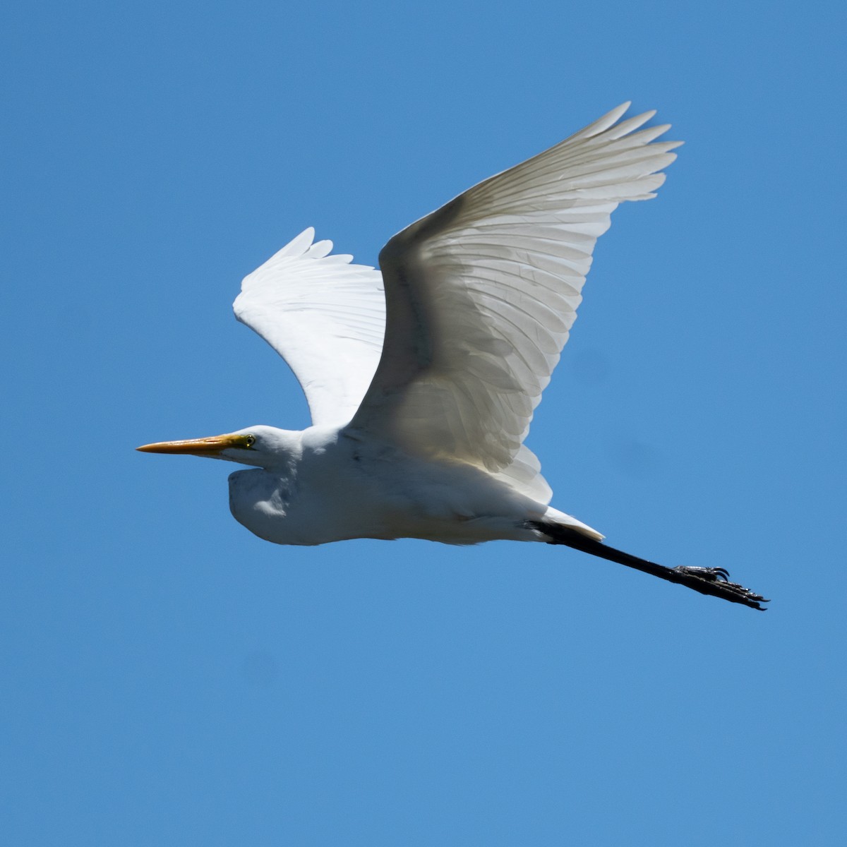 ダイサギ - ML646155322