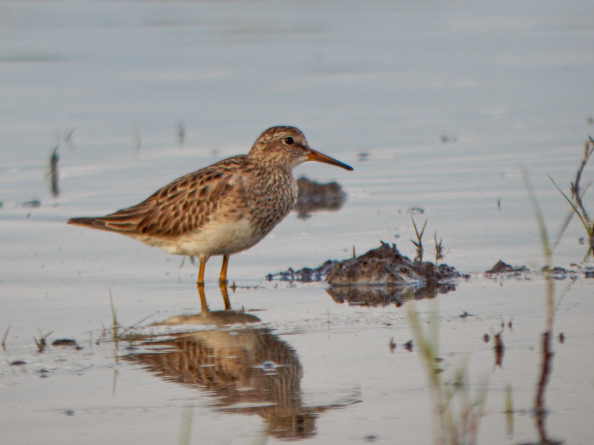 Побережник арктичний - ML646155326