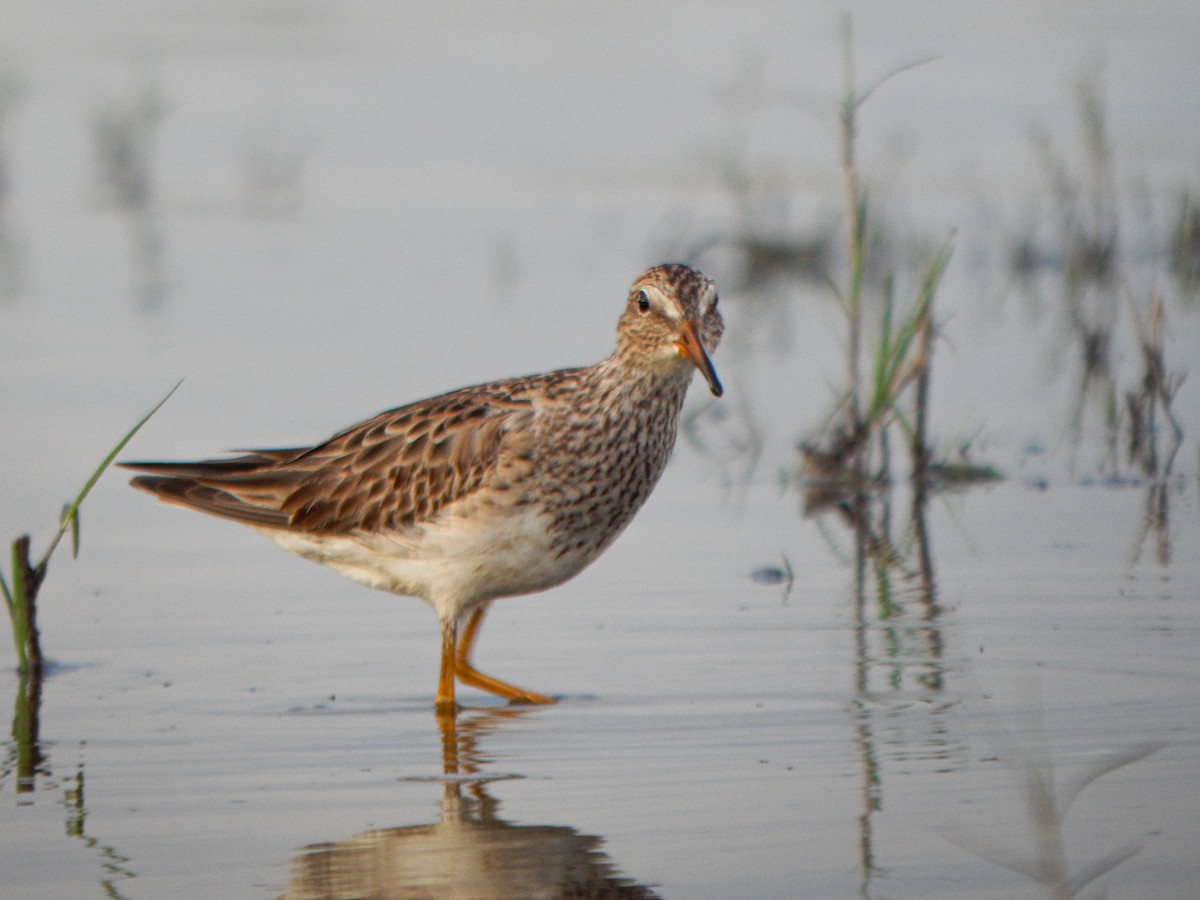 Побережник арктичний - ML646155328