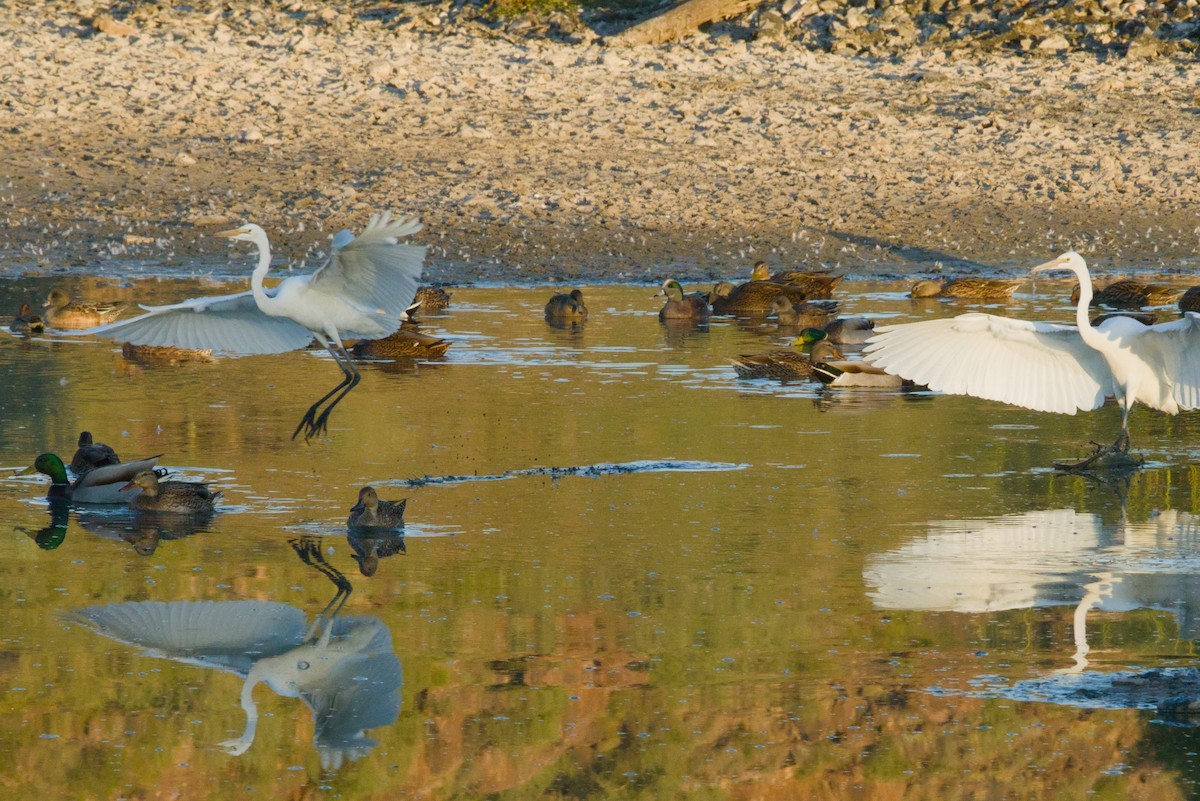 ダイサギ - ML646155330