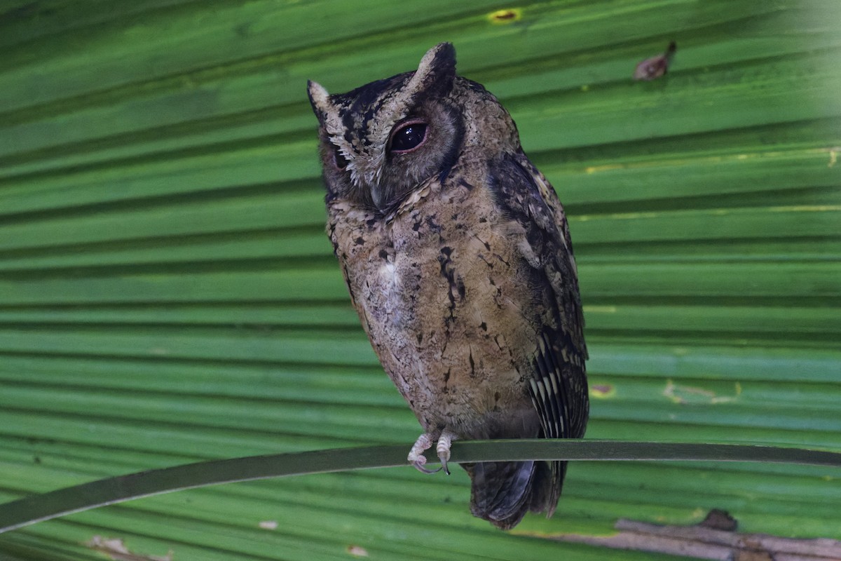 Collared Scops-Owl - ML646155331