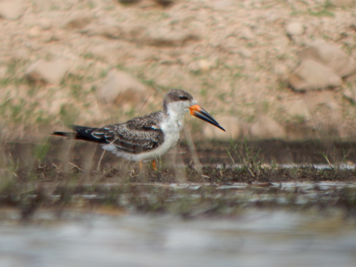 Black Skimmer - ML646155335