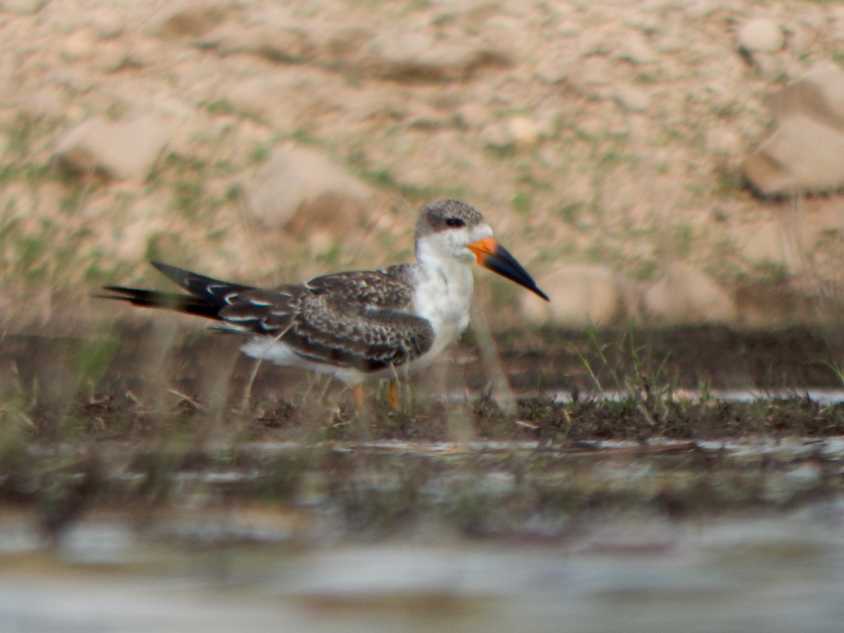 Black Skimmer - ML646155337