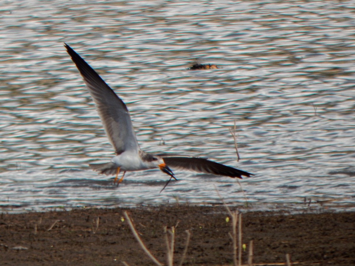 Black Skimmer - ML646155338