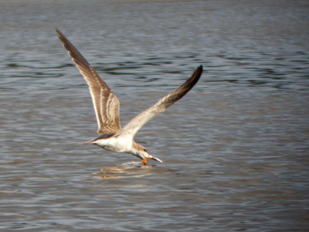 Black Skimmer - ML646155339