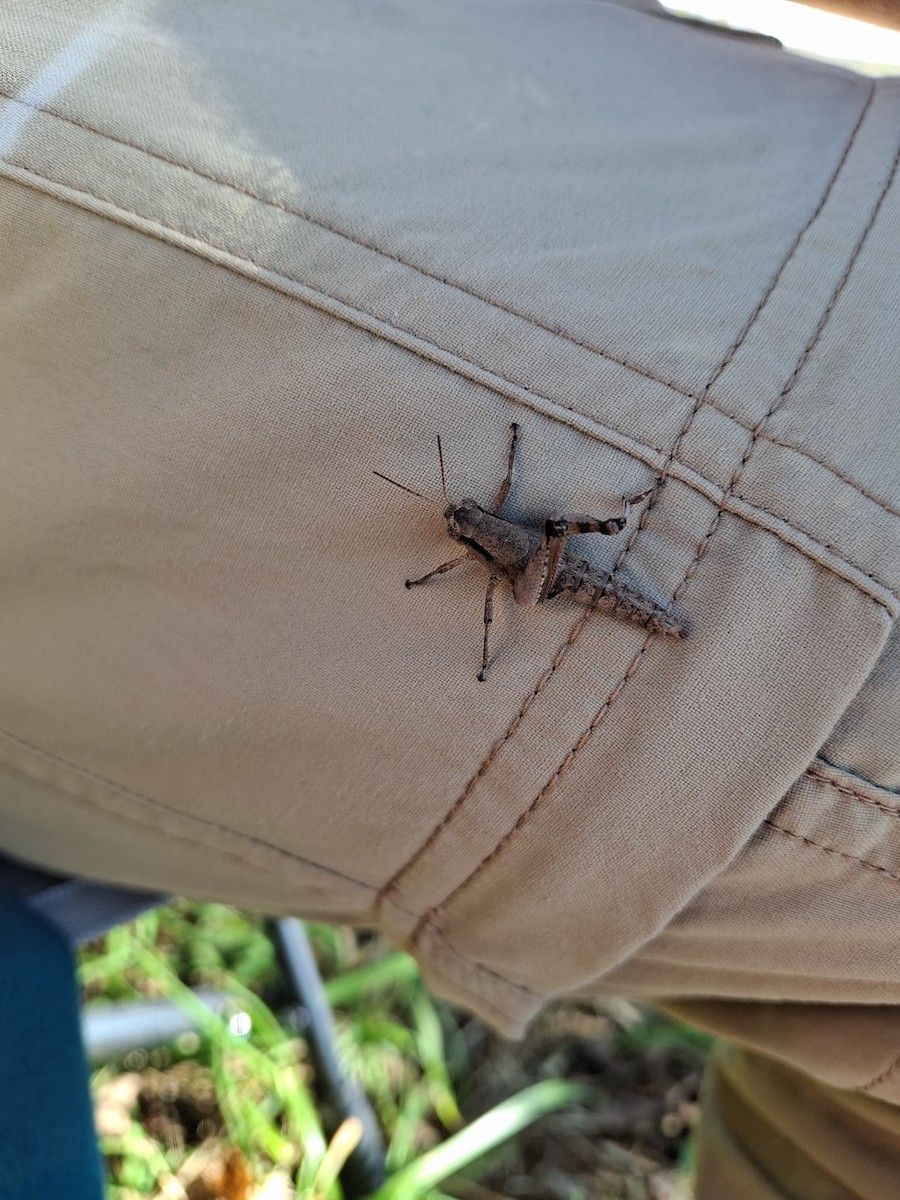 Animals - ML646155343