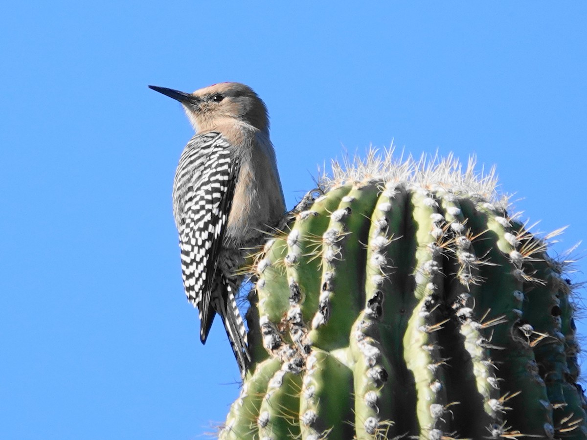 Gila Woodpecker - ML646155364