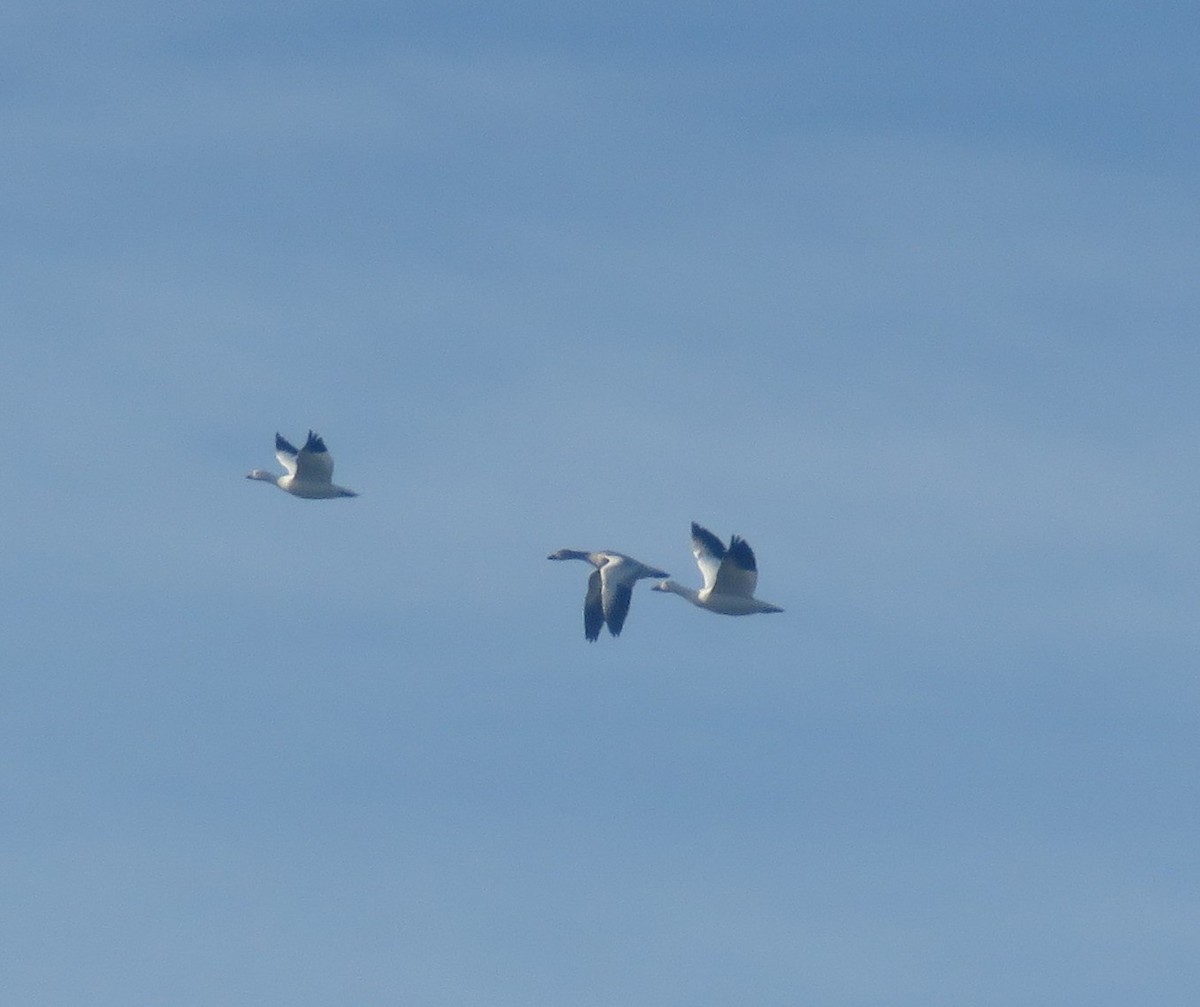 Ross's Goose - ML646155365