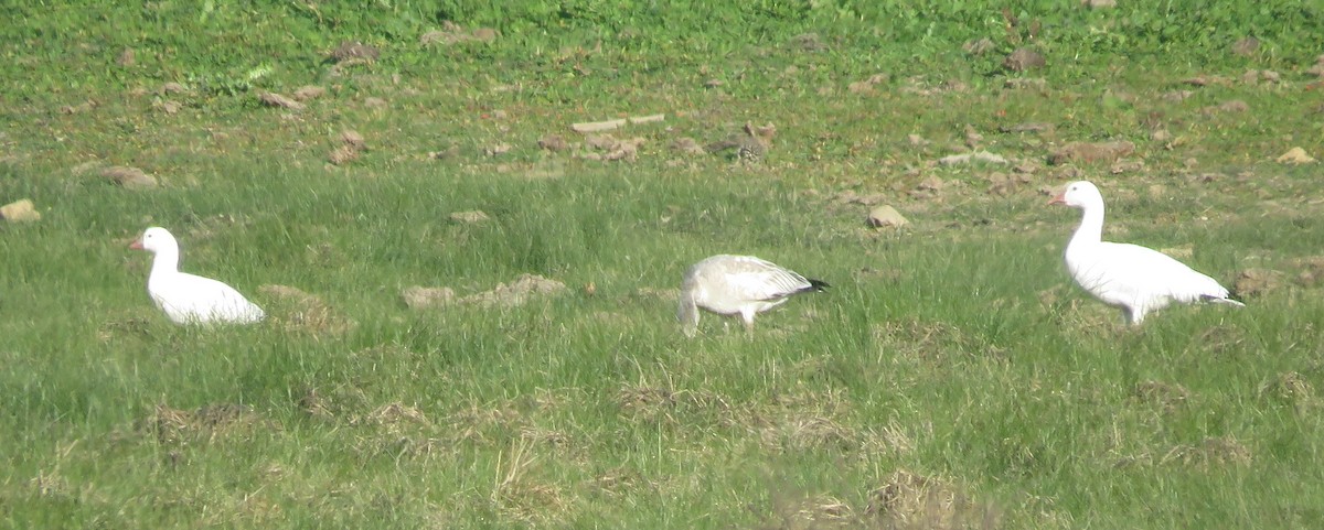 Ross's Goose - ML646155366