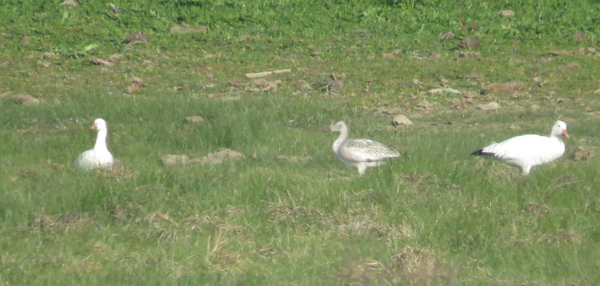 Ross's Goose - ML646155367