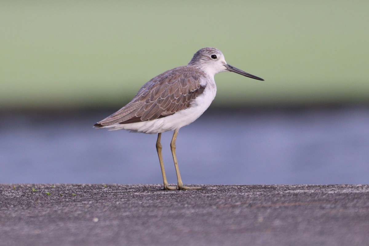 Common Greenshank - ML646155368