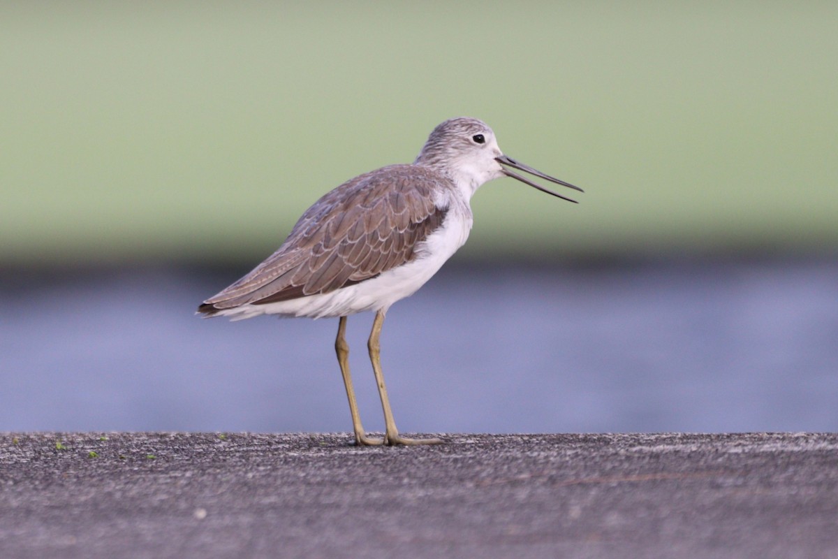 Common Greenshank - ML646155369