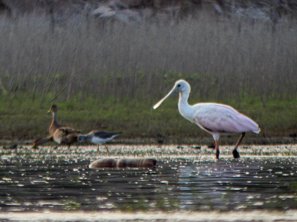Roseate Spoonbill - ML646155370