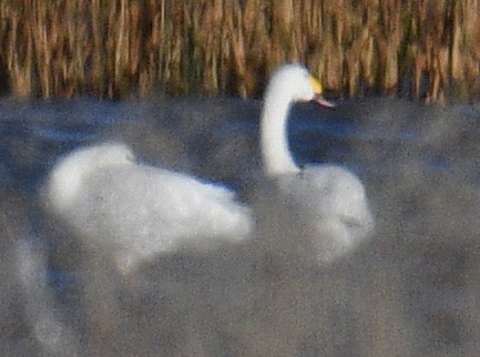 Американский лебедь (Малый) - ML646155380