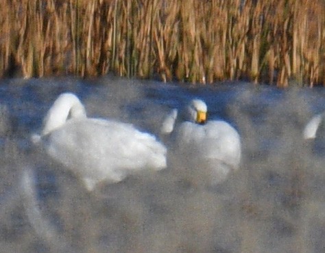 Американский лебедь (Малый) - ML646155381