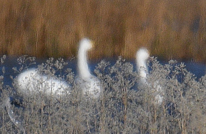 Американский лебедь (Малый) - ML646155382