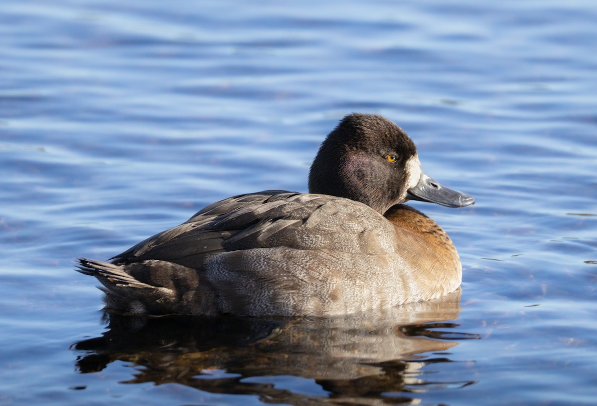 Greater/Lesser Scaup - ML646155386
