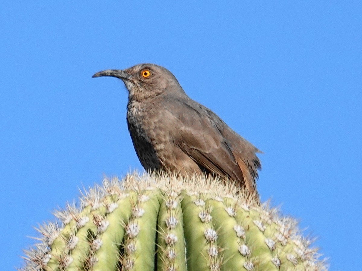 Curve-billed Thrasher - ML646155396