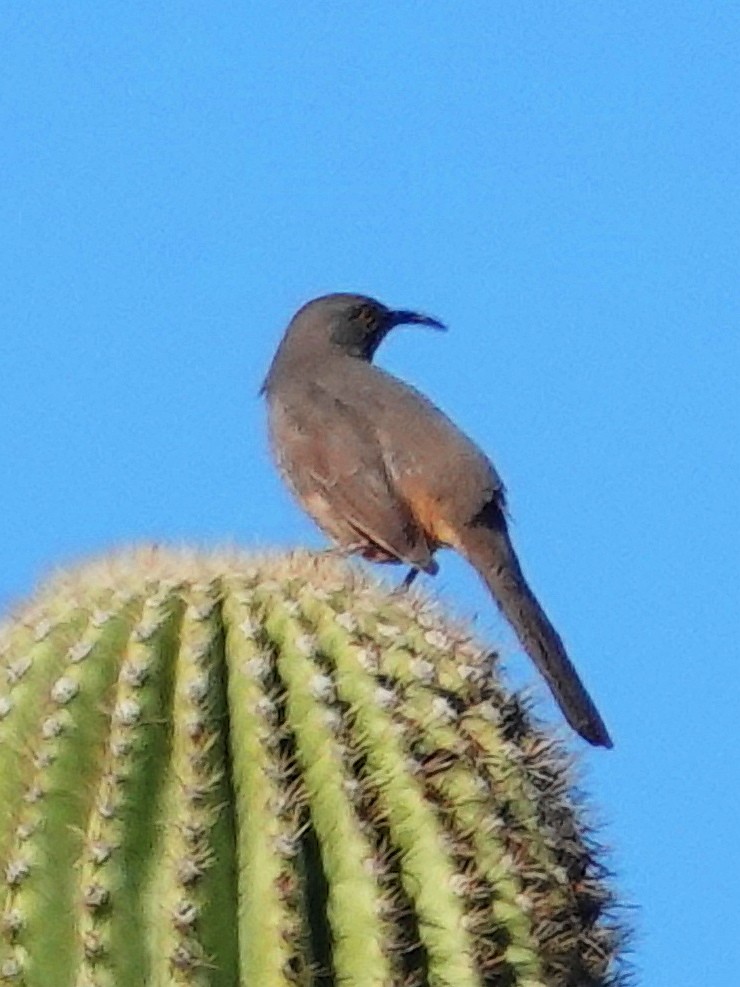 Curve-billed Thrasher - ML646155397