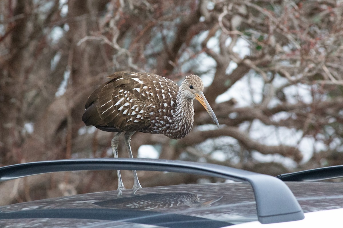 Limpkin (Speckled) - ML646155400