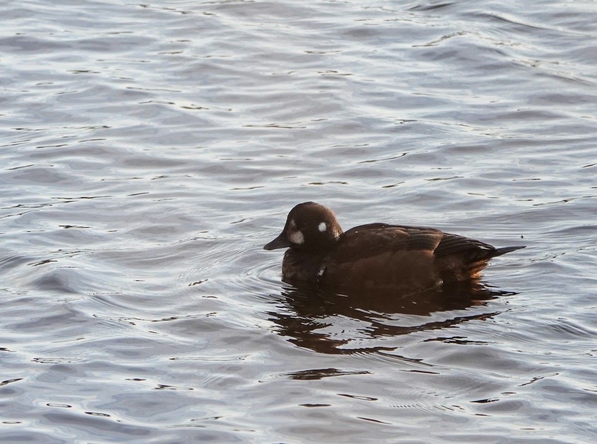 Harlequin Duck - ML646155401