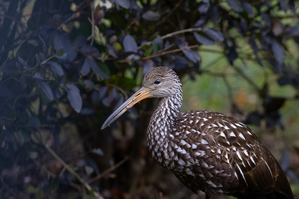 Limpkin (Speckled) - ML646155402