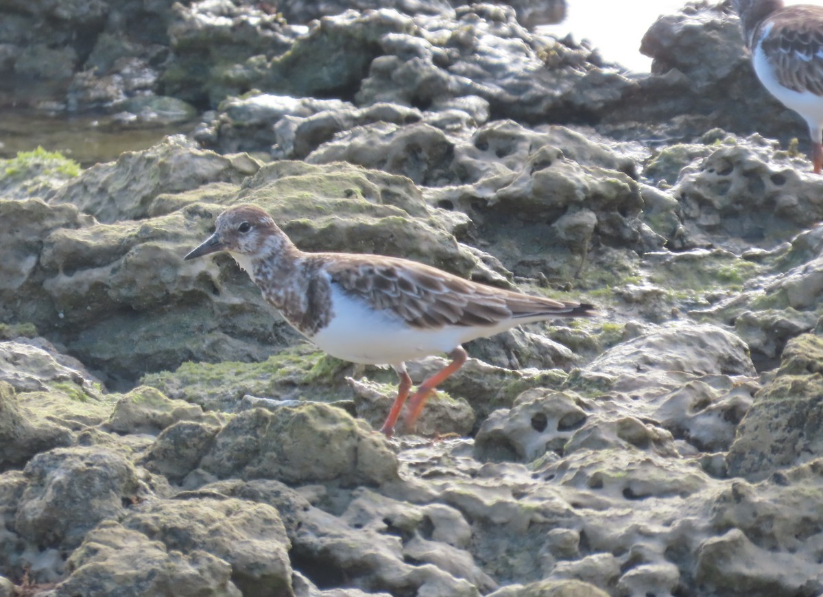 Harri-iraulari arrunta - ML646155403