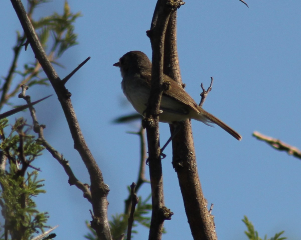 Fulvous-crowned Scrub-Tyrant - ML646155404