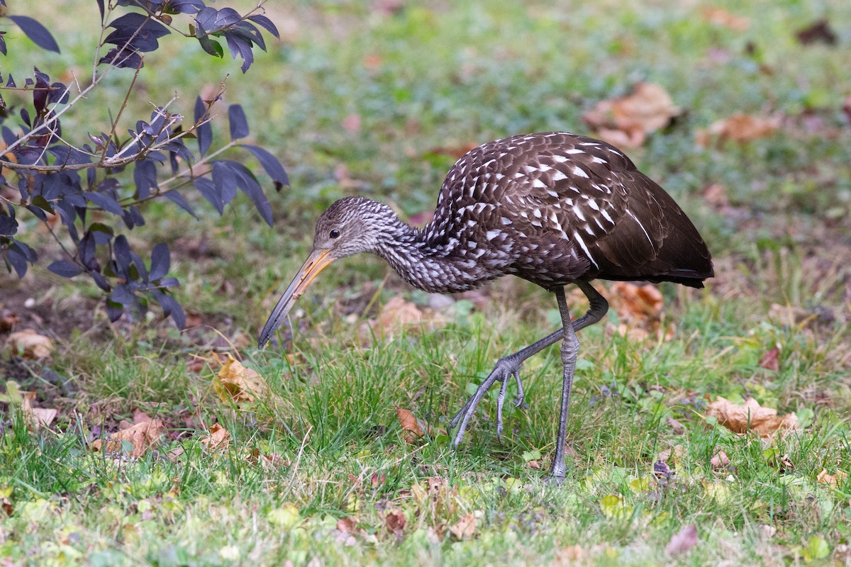 Limpkin (Speckled) - ML646155405