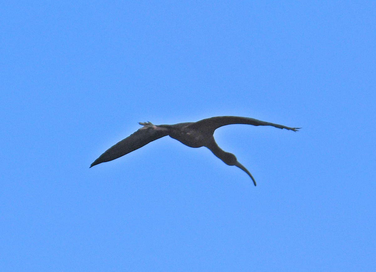 Очковая каравайка - ML646155406