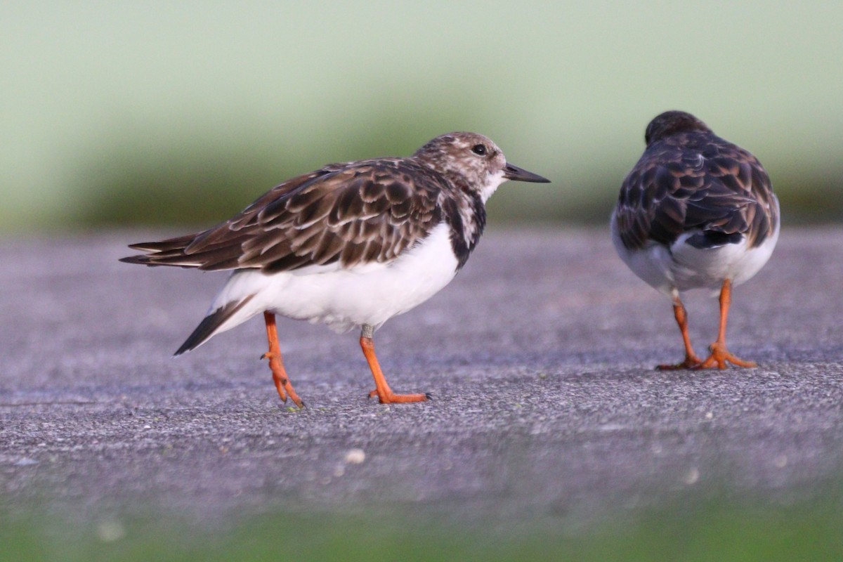 Harri-iraulari arrunta - ML646155407