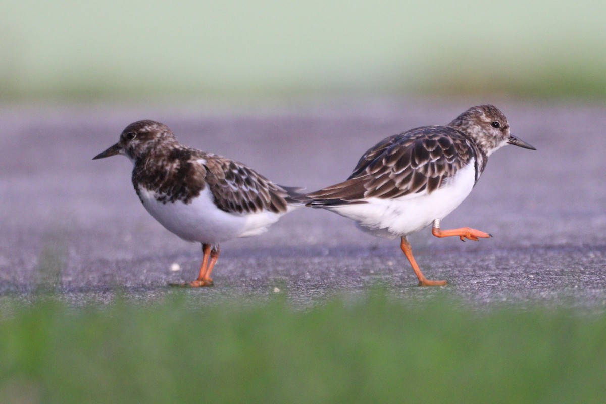 Harri-iraulari arrunta - ML646155408