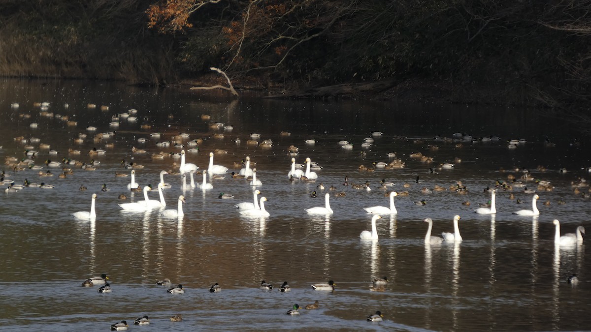 Beltxarga txistularia - ML646155410