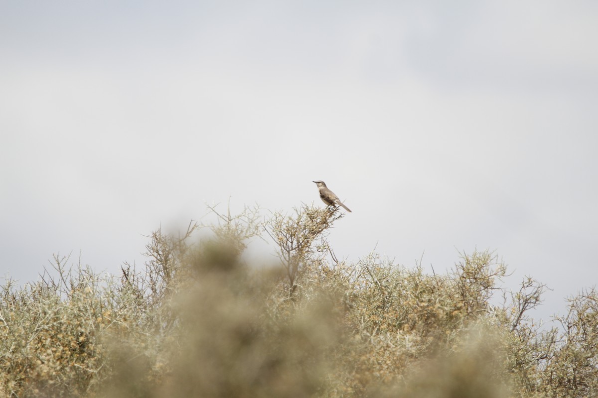 Patagonian Mockingbird - ML646155413