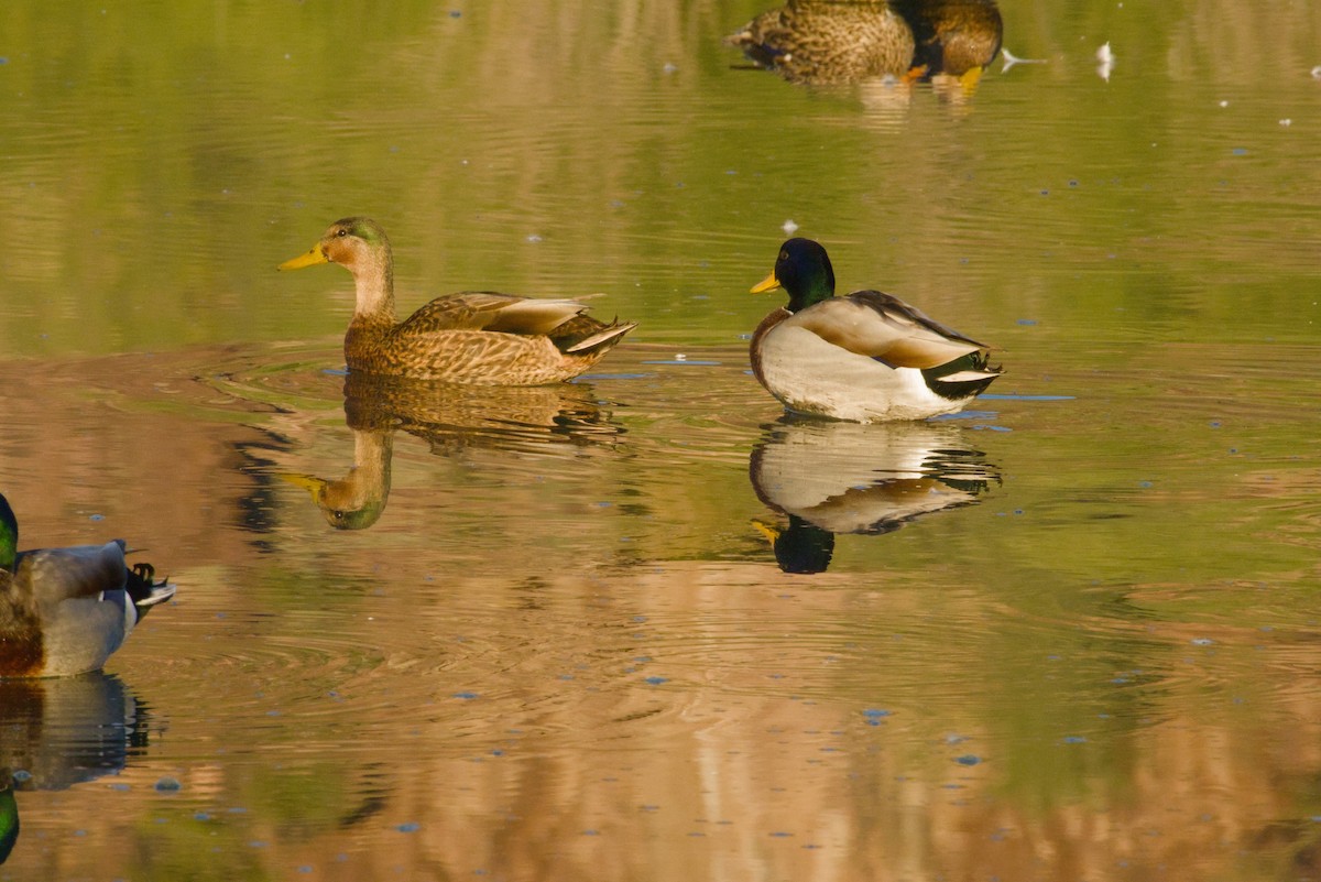Mallard x Mexican Duck (hybrid) - ML646155414