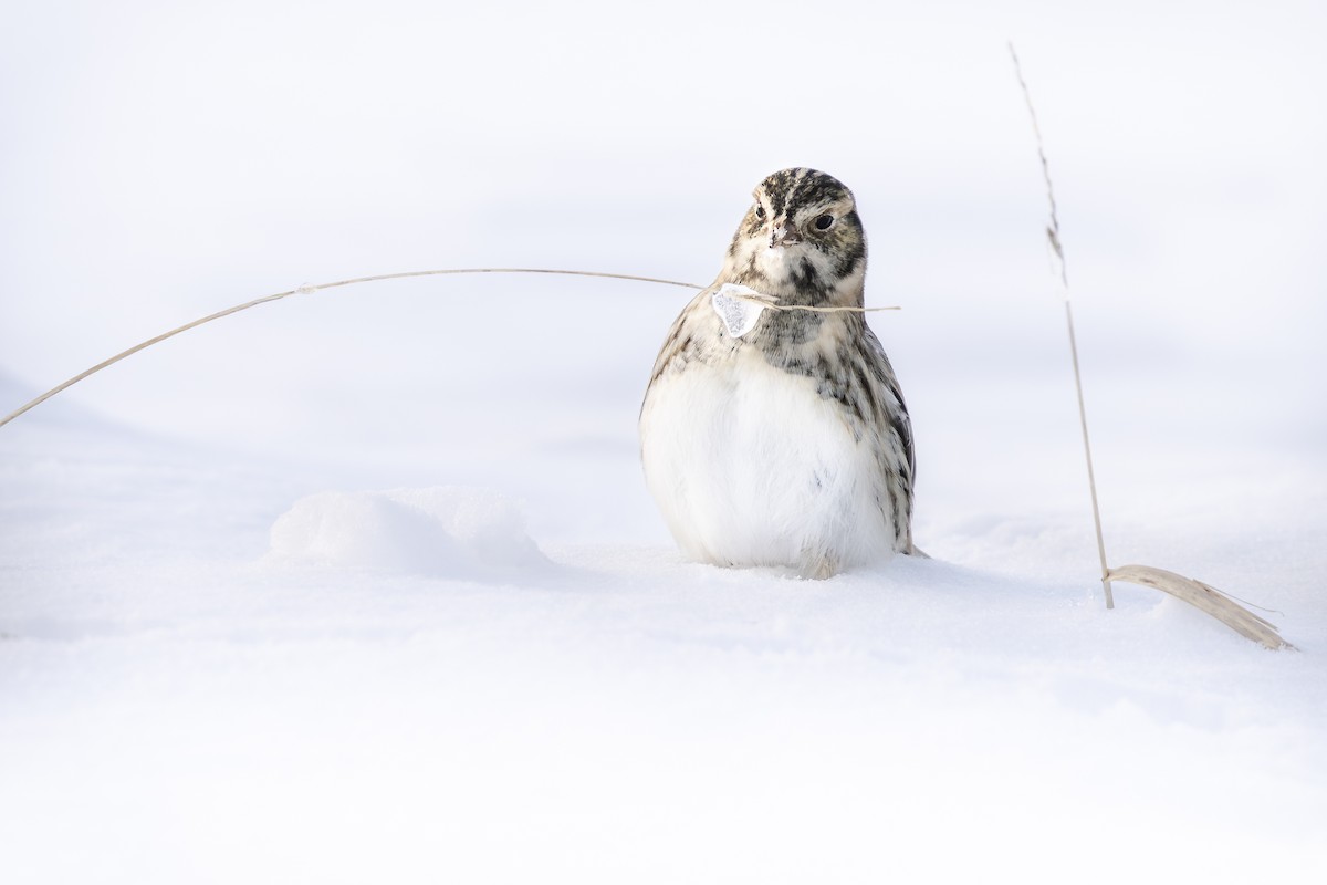 Ipar-berdantza - ML646155415