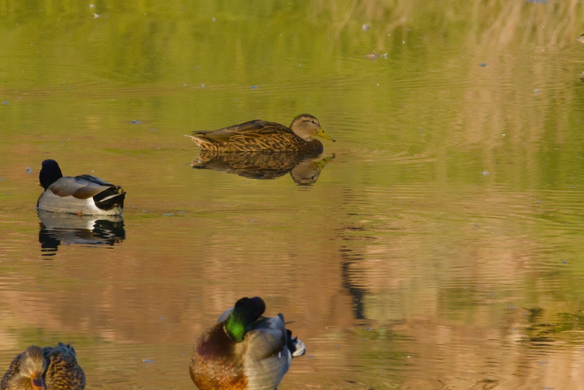 Ahate mexikarra - ML646155416