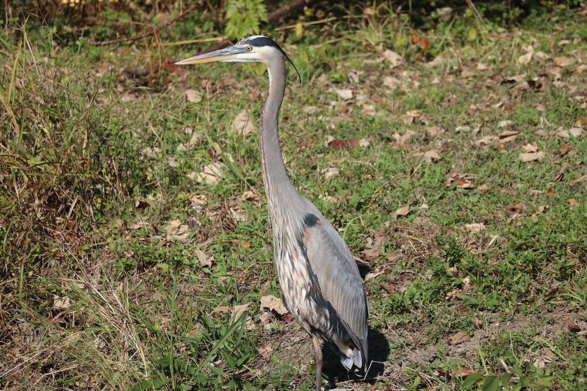 Koartza hauskara amerikarra - ML646155417