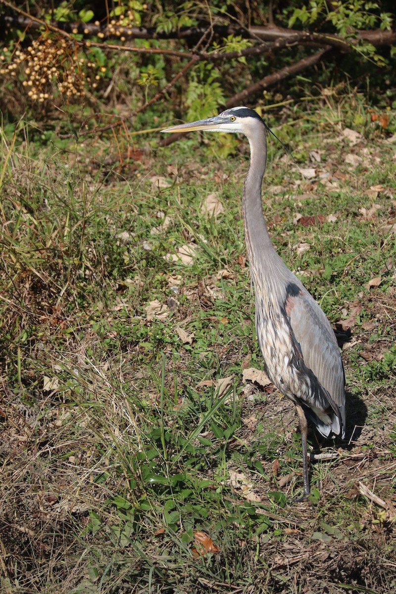 Koartza hauskara amerikarra - ML646155418