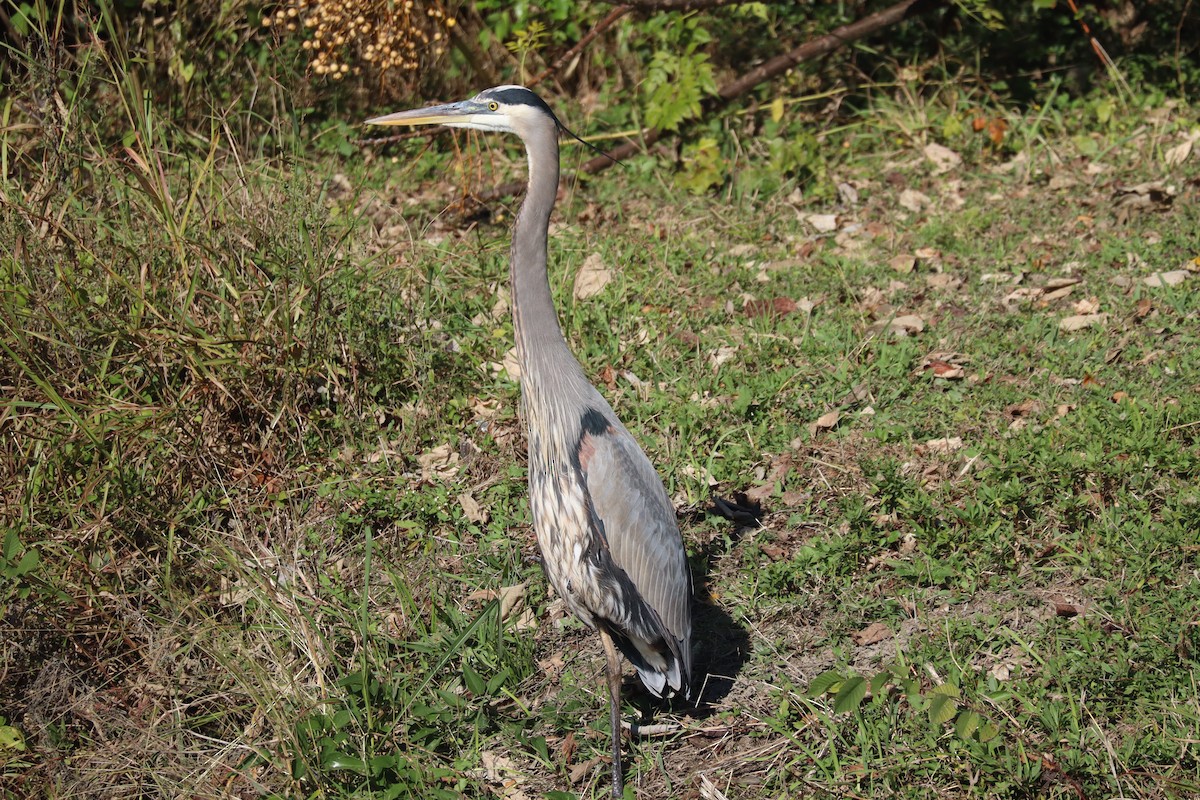 Koartza hauskara amerikarra - ML646155419