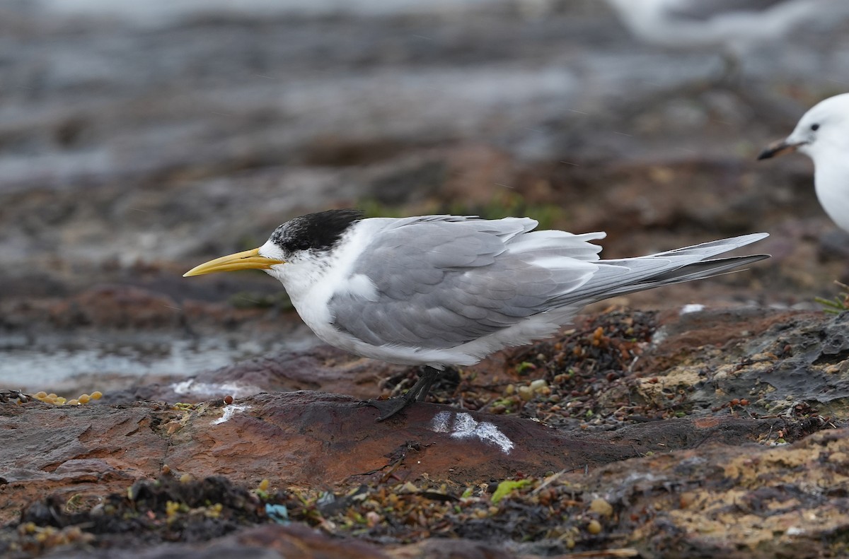 Great Crested Tern - ML646155420