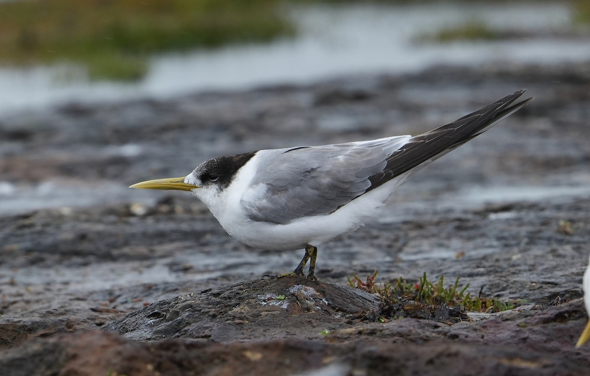 Great Crested Tern - ML646155421