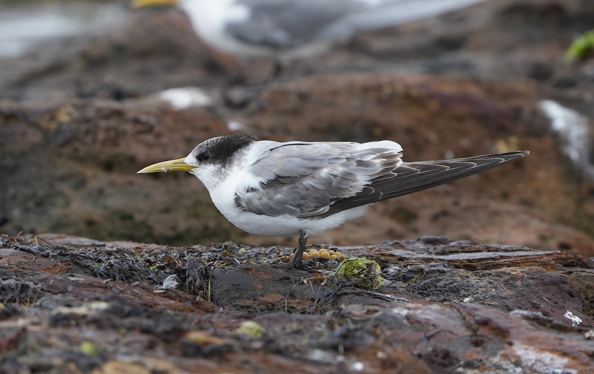Great Crested Tern - ML646155422