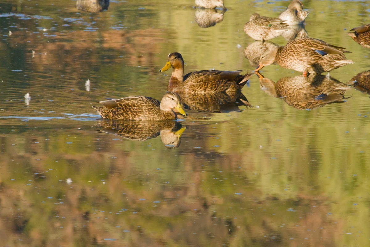 Ahate mexikarra - ML646155424