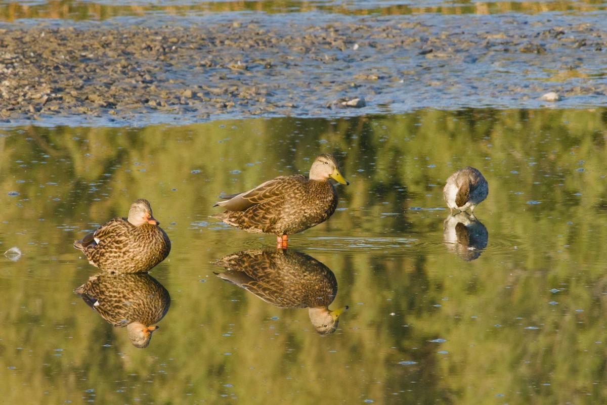 Ahate mexikarra - ML646155425