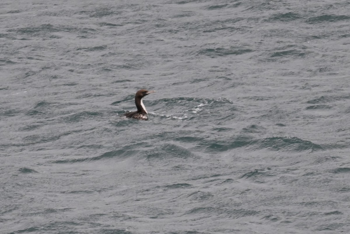 New Zealand King Shag - ML646155427