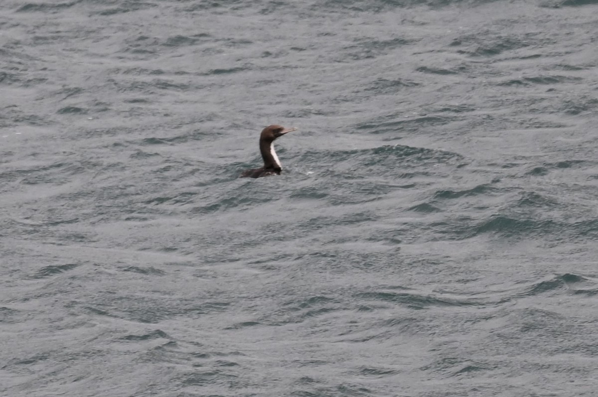 New Zealand King Shag - ML646155428