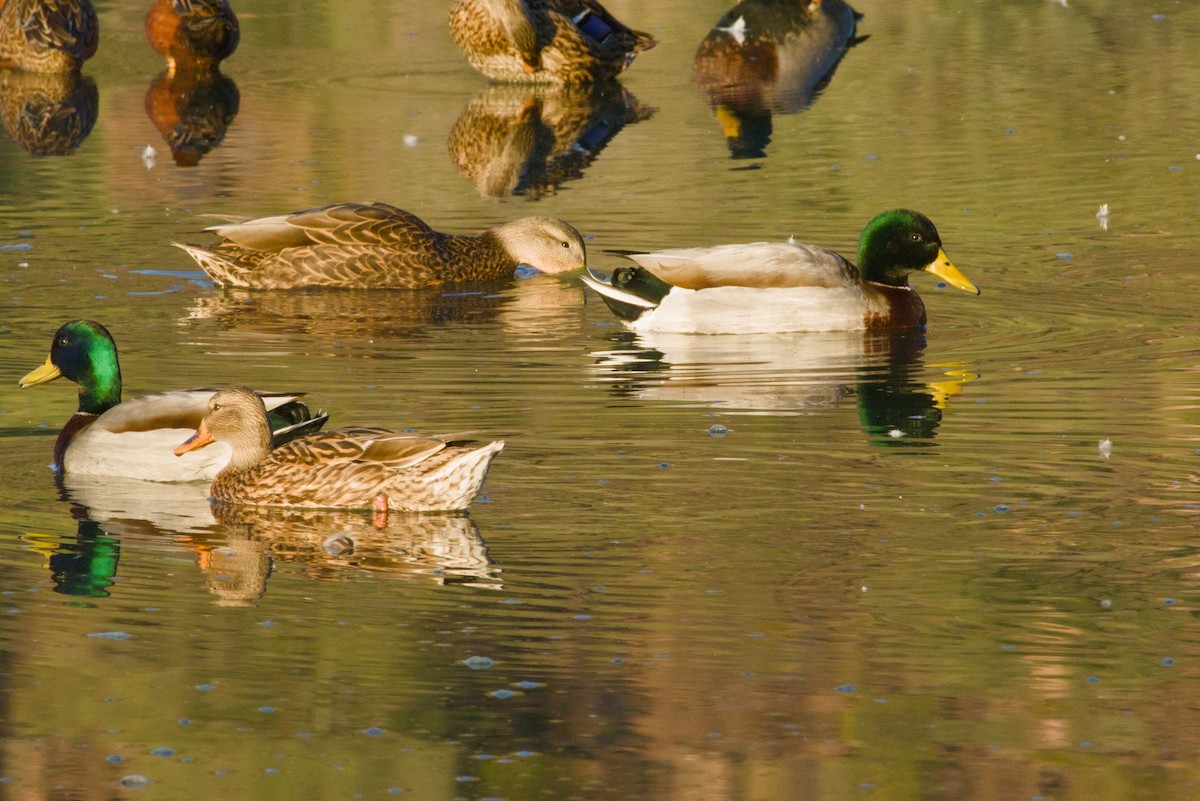 Basahatea - ML646155429