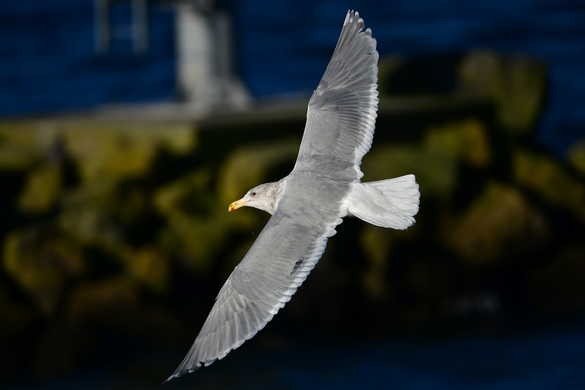 Beringo kaioa - ML646155437