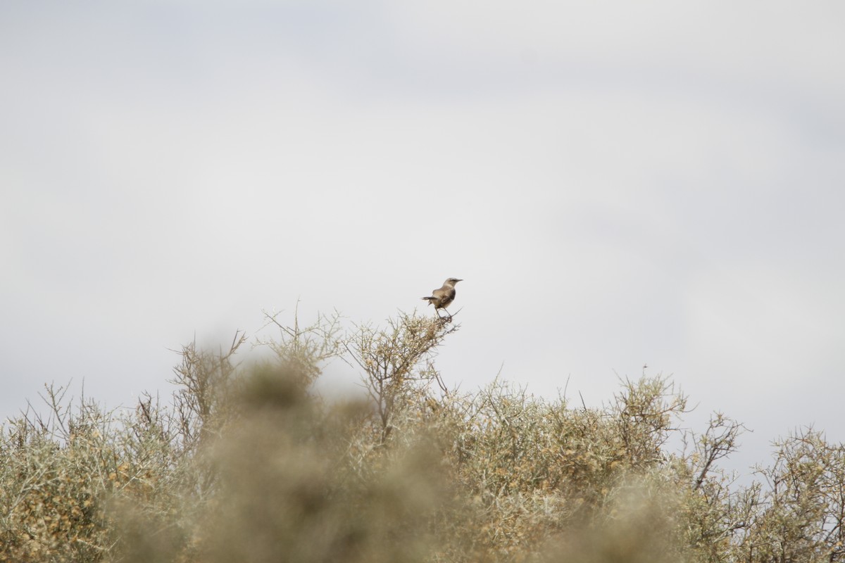Patagonian Mockingbird - ML646155438